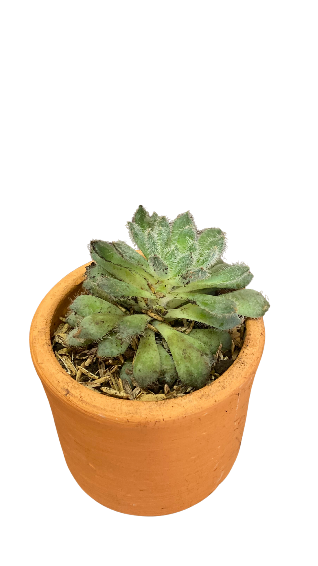 Matera Tarro Pequeña + Cactus / Suculentas