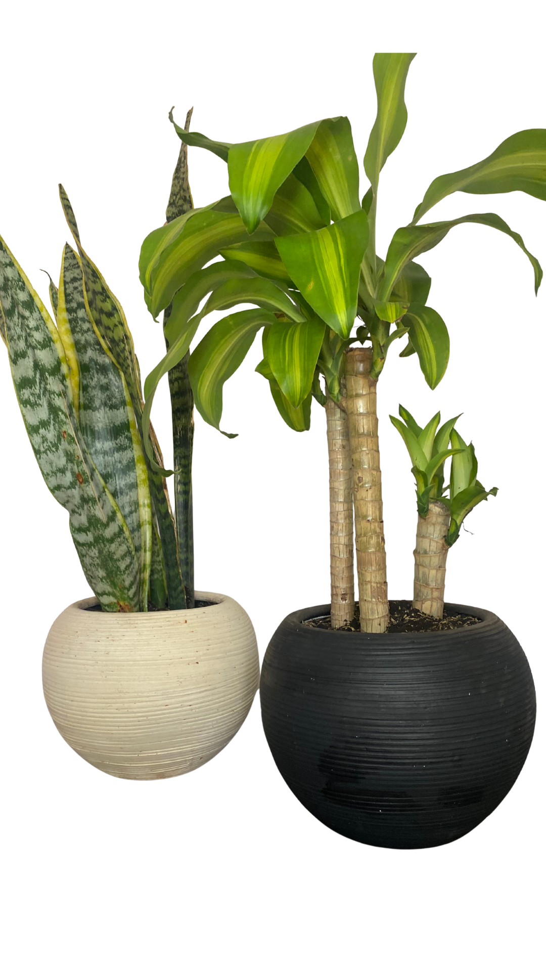 Matera esfera grande + Planta Lengua de suegra