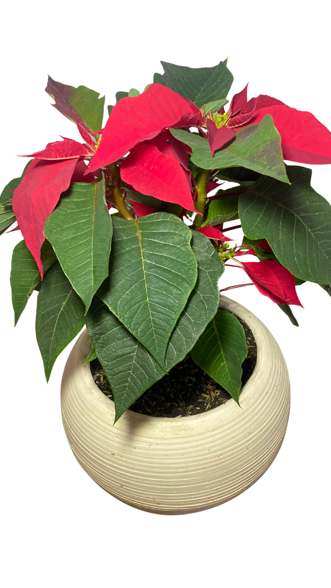 Matera esfera grande + planta Poinsettia (Navidad - noche buena)