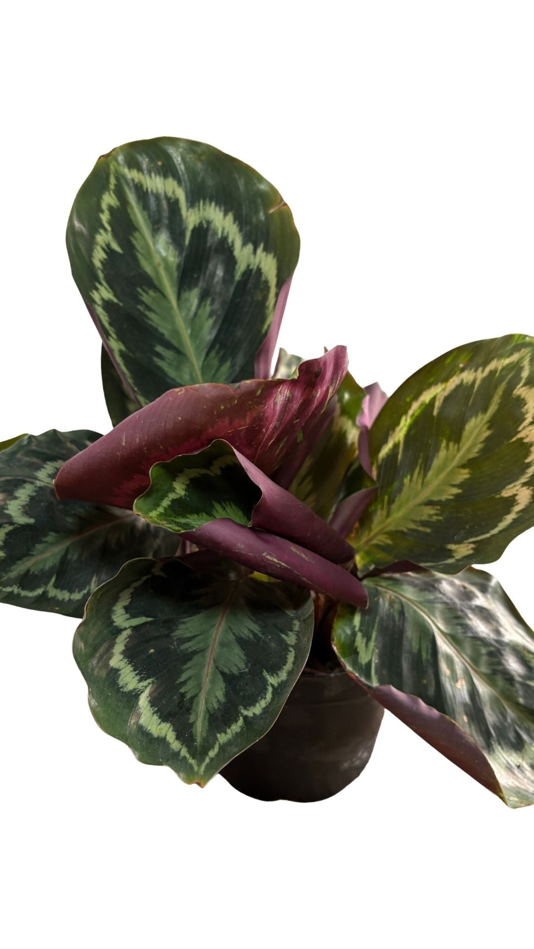 Matera Esfera mediana + Begonia rex, Begonia rey, Begonia de hoja pintada.