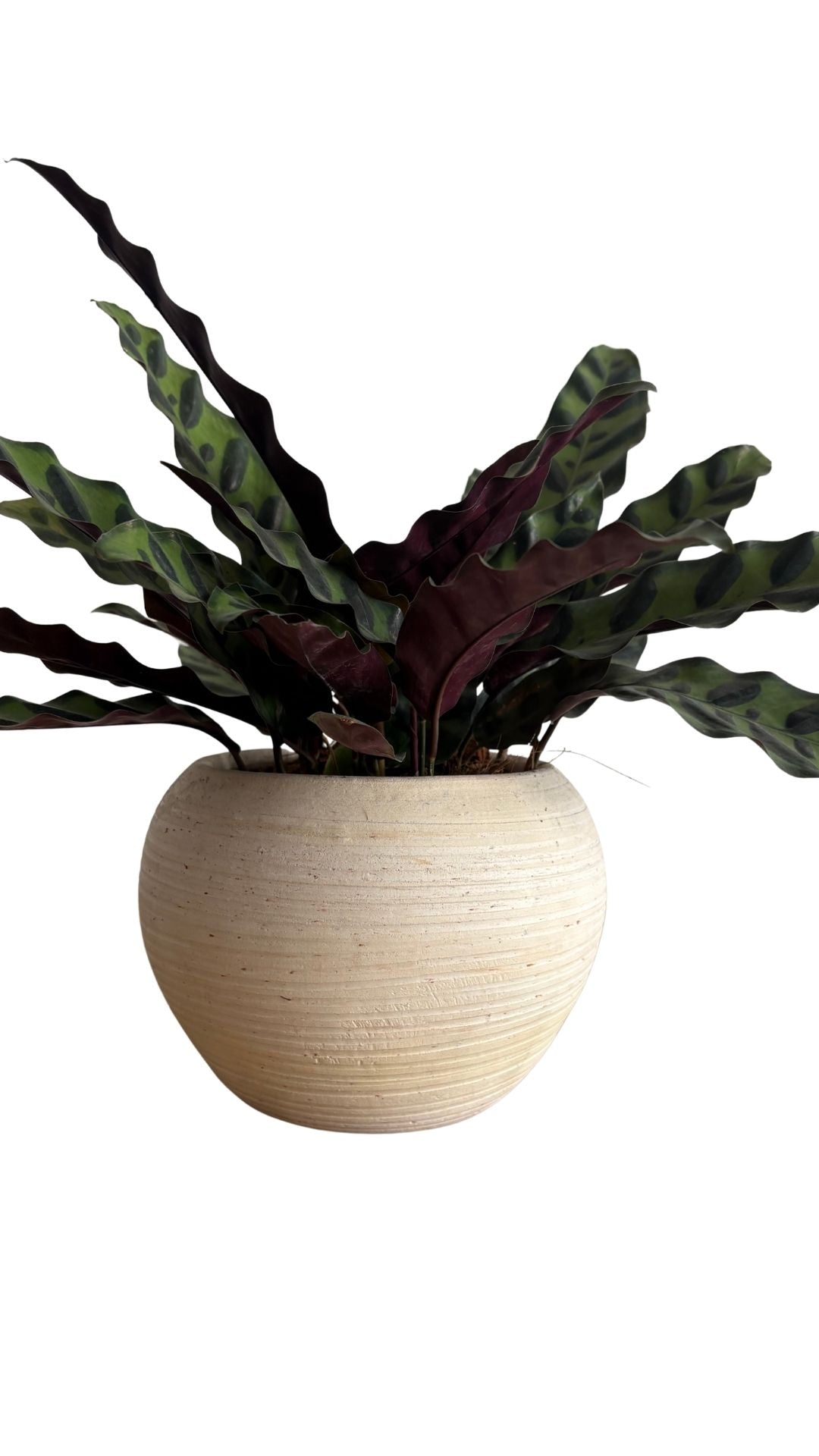 Matera Esfera mediana + Calathea serpentina