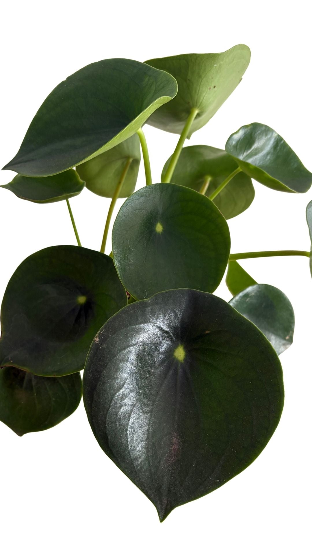 Matera Esfera mediana + Cuchara