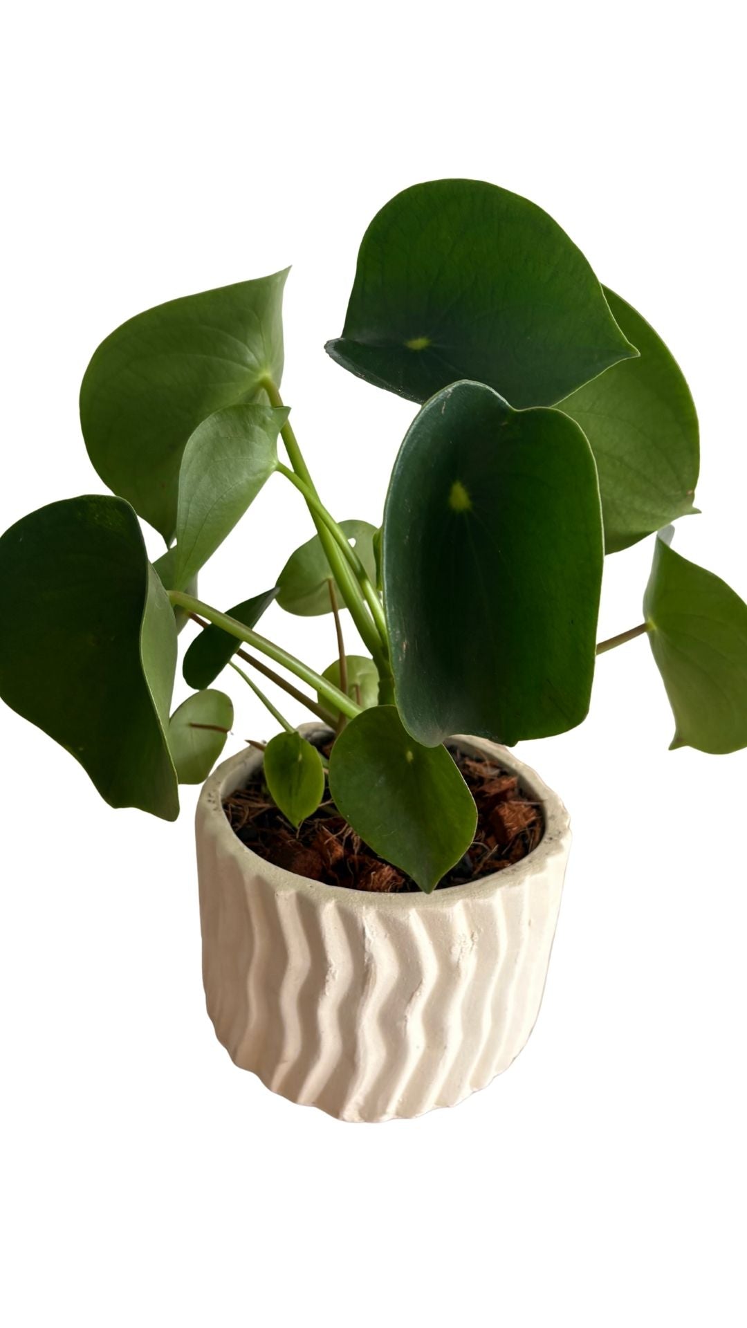 Matera Cebrada Mediana + Cuchara