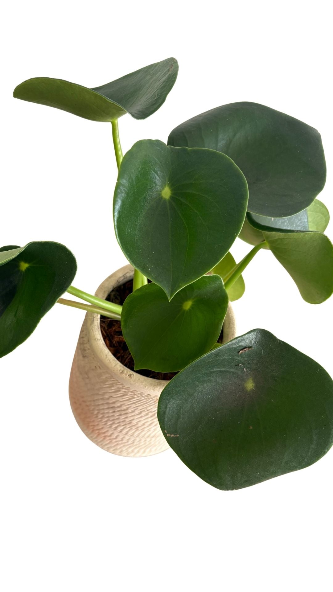 Matera Gota Larga pequeña + Cuchara