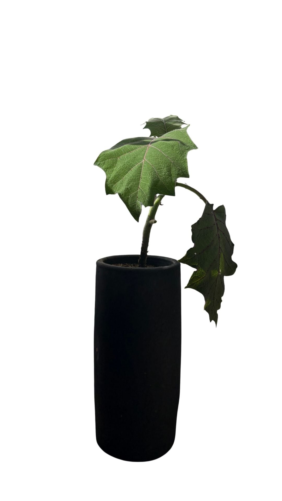 Matera Tubo Grande + Lulo