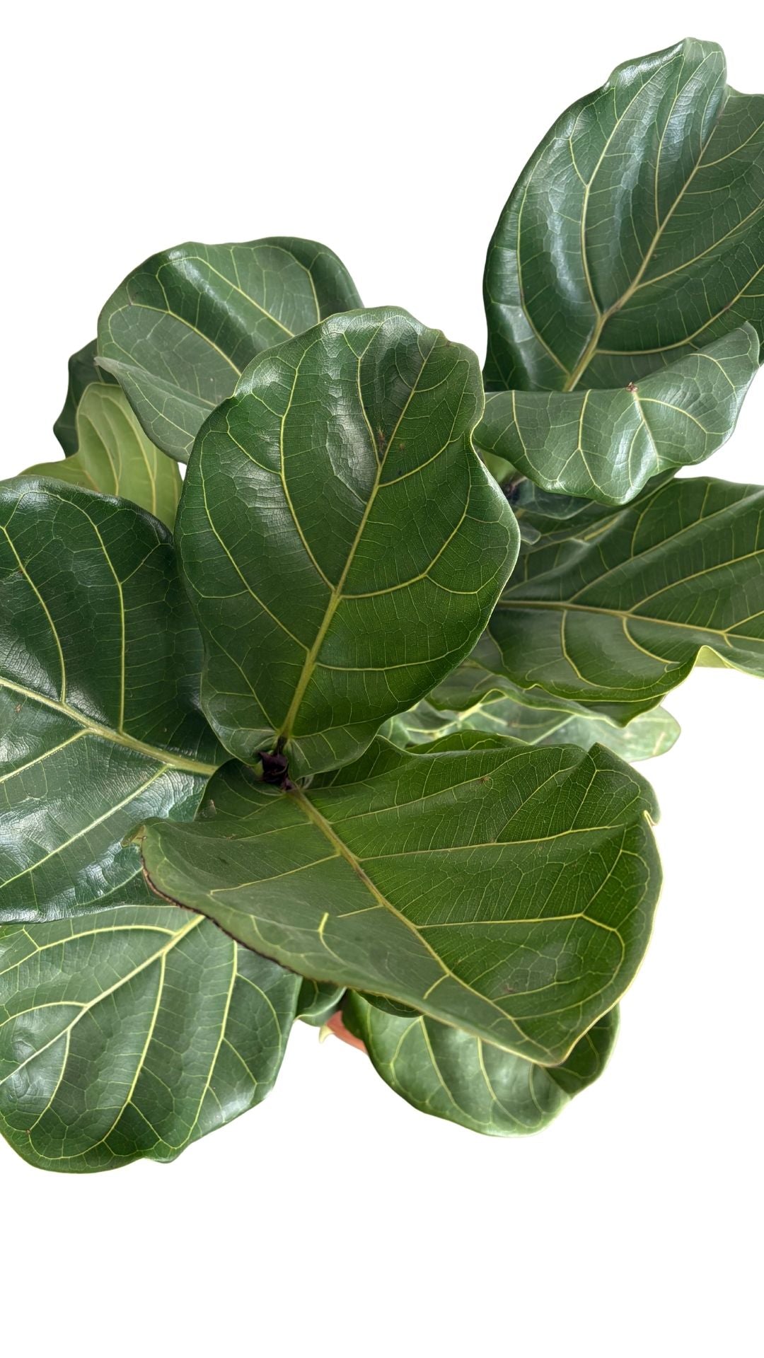 Matera tubo XL + Pandurata, ficus lira