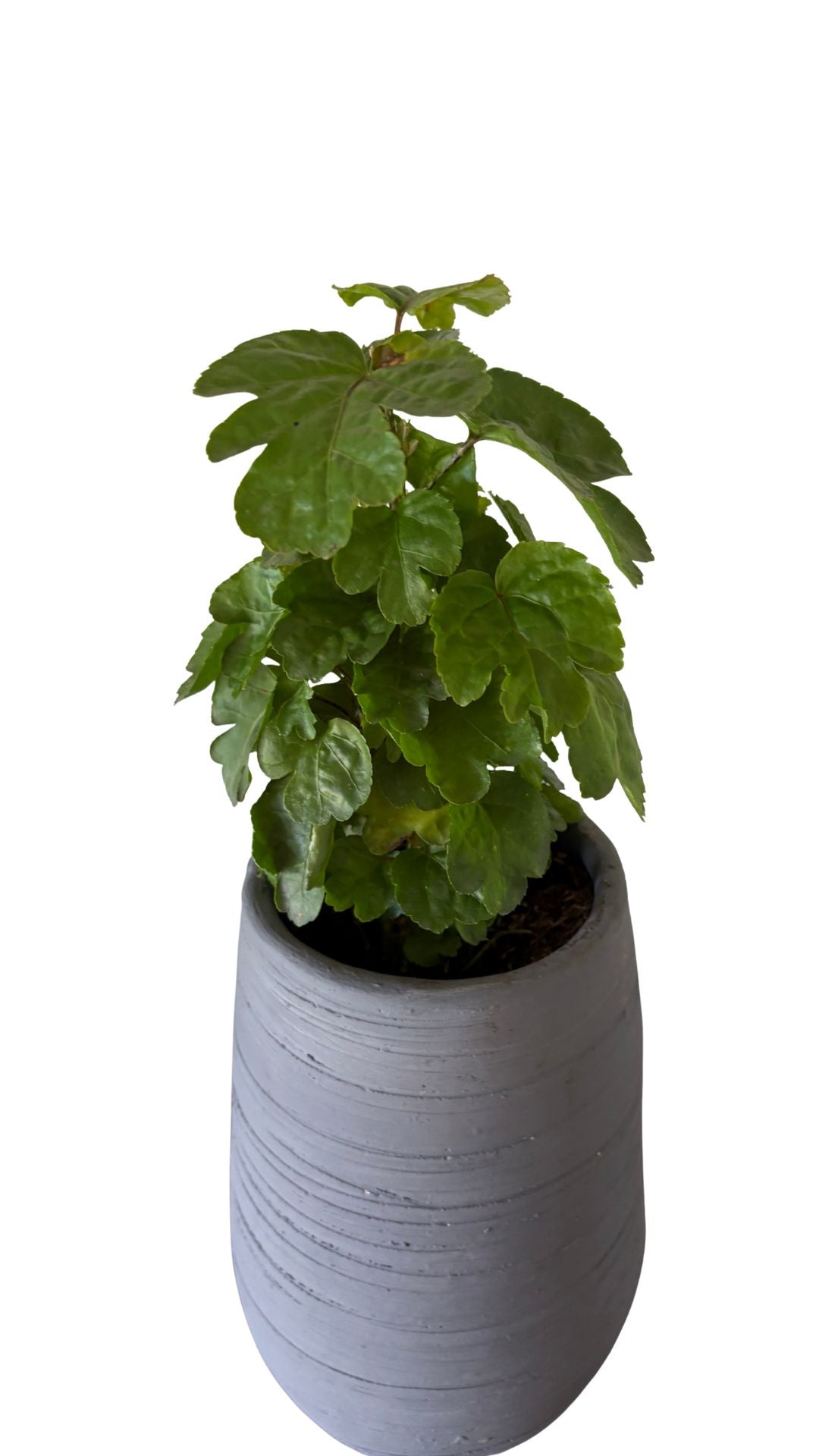 Matera Gota Larga pequeña + Millonaria