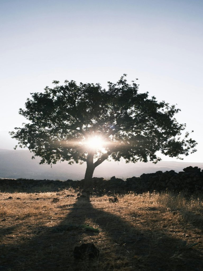 5 árboles - 5 años