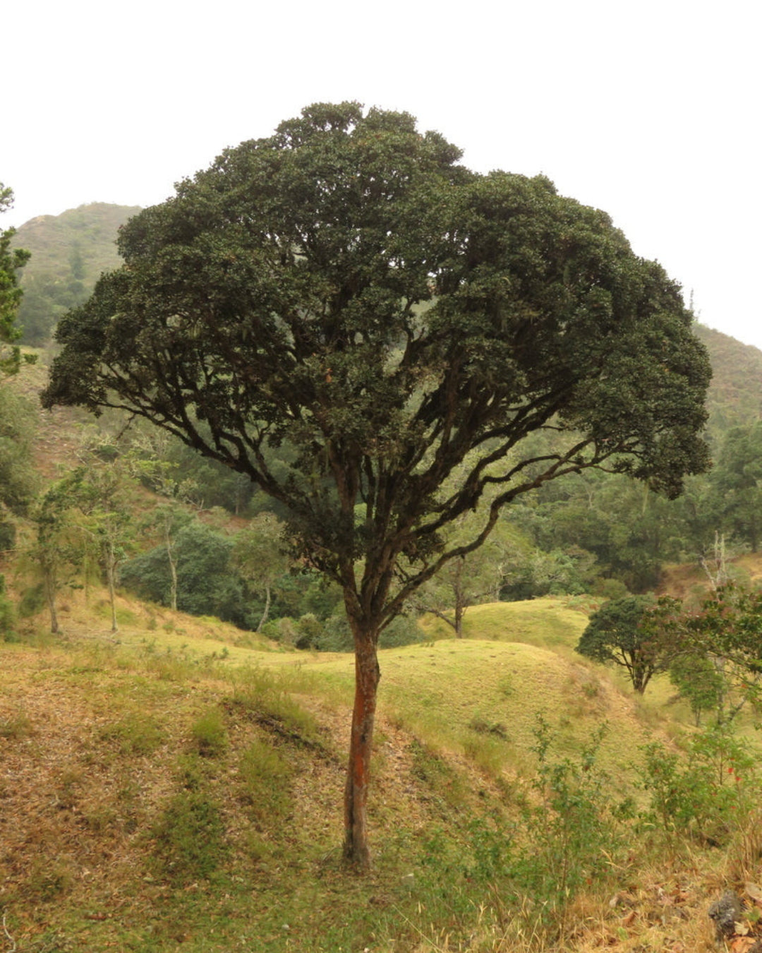 10 árboles - 1 año