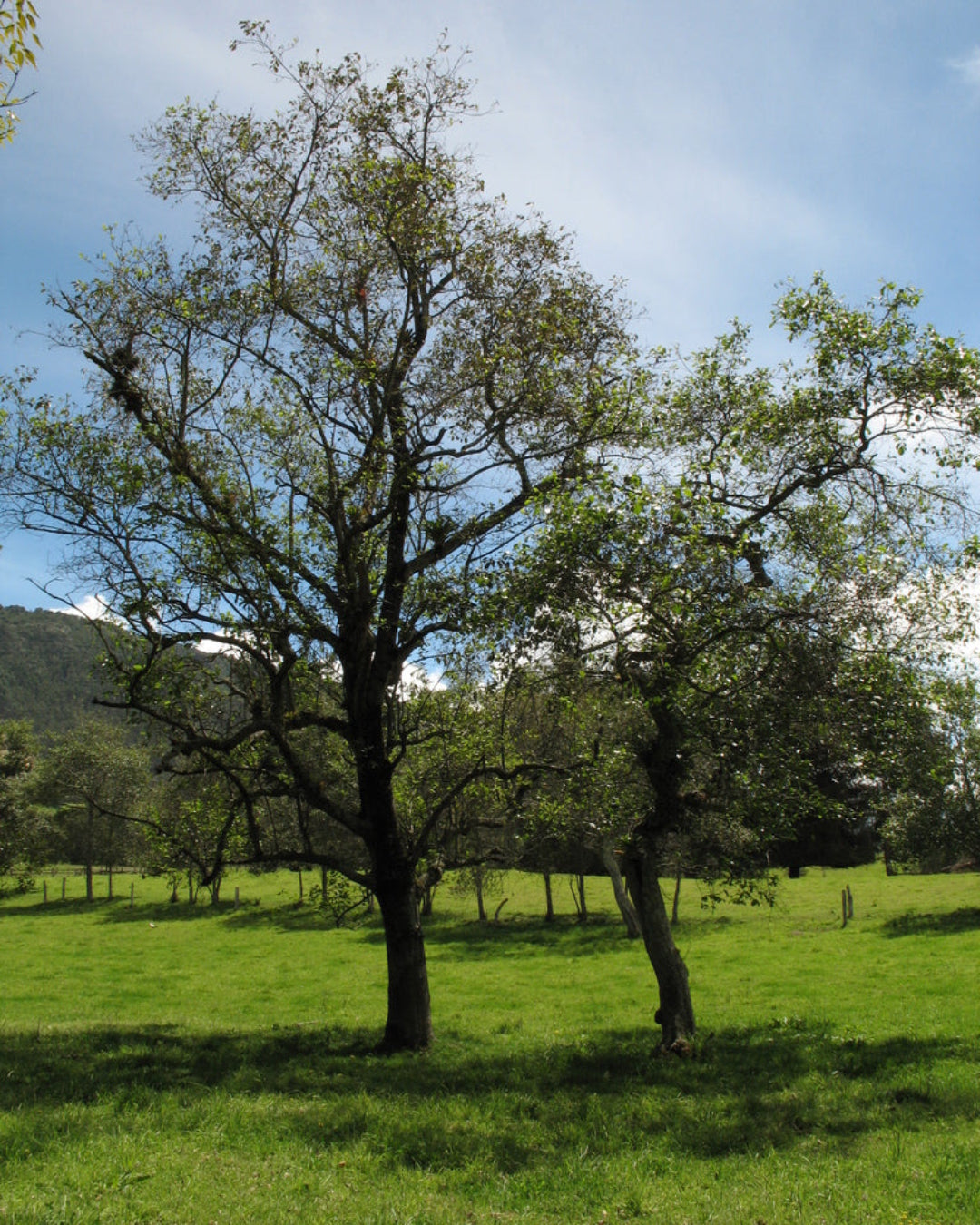 1 árbol - 10 años