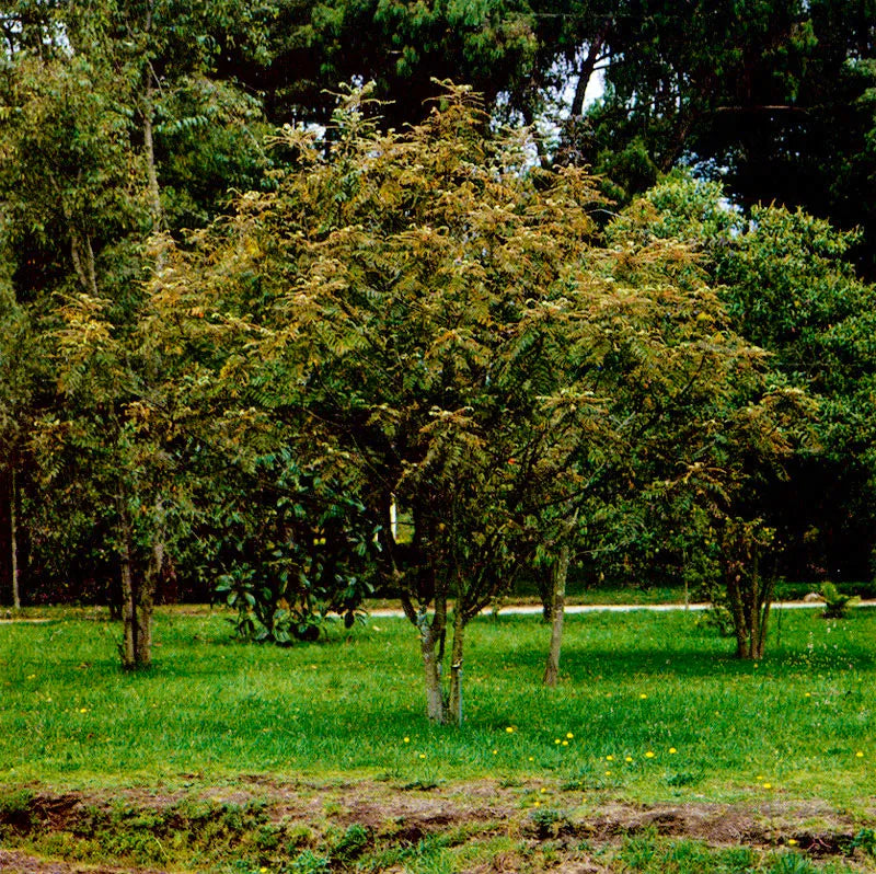 Sostenibilidad corporativa: cómo las empresas pueden compensar su huella de carbono adoptando bosques 🌱