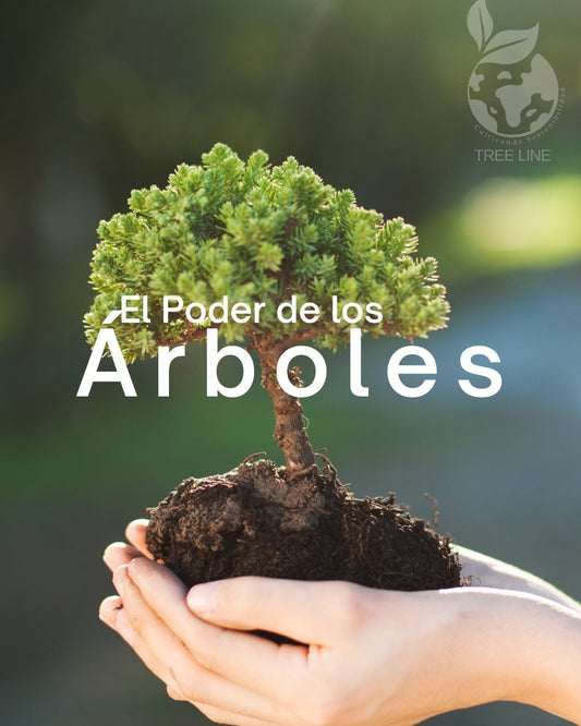 ¿Cuánto cuesta adoptar un árbol en Colombia y qué estás pagando realmente?