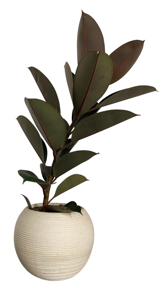 Árboles de interior que están de moda para apartamentos: estética, bienestar y vida verde