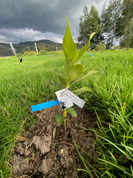 ¿Por qué adoptar un árbol contribuye a reducir tu huella de carbono?