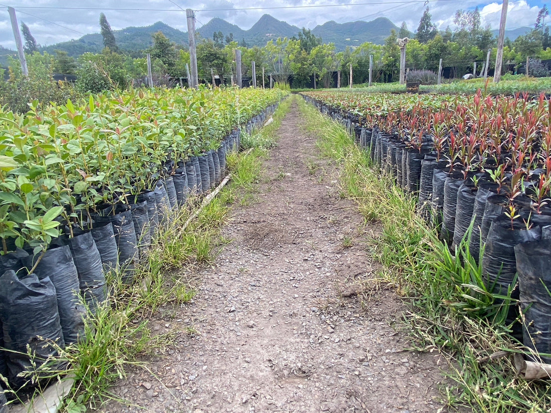 Adoptar un árbol en Colombia: la forma más simple de restaurar el planeta 🌎
