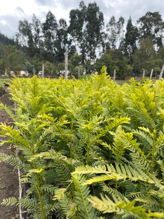 Cómo medir el impacto de tu adopción de árbol