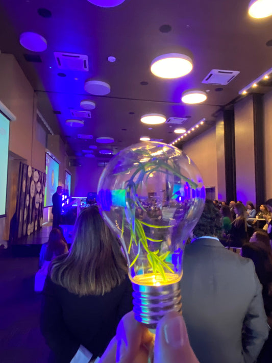 Sostenibilidad empresarial: por qué integrarla en tu cultura y cómo implementarla