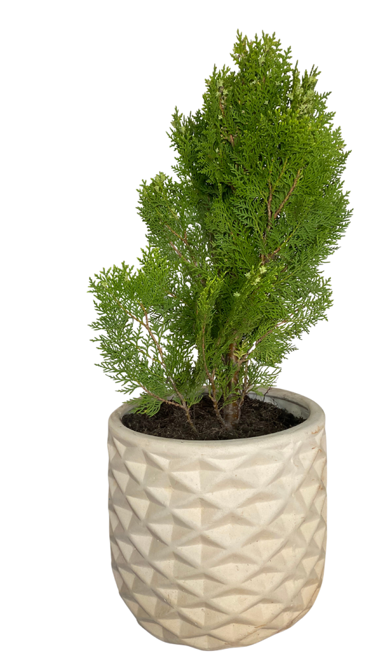 Matera piña mediana + Pino Libro