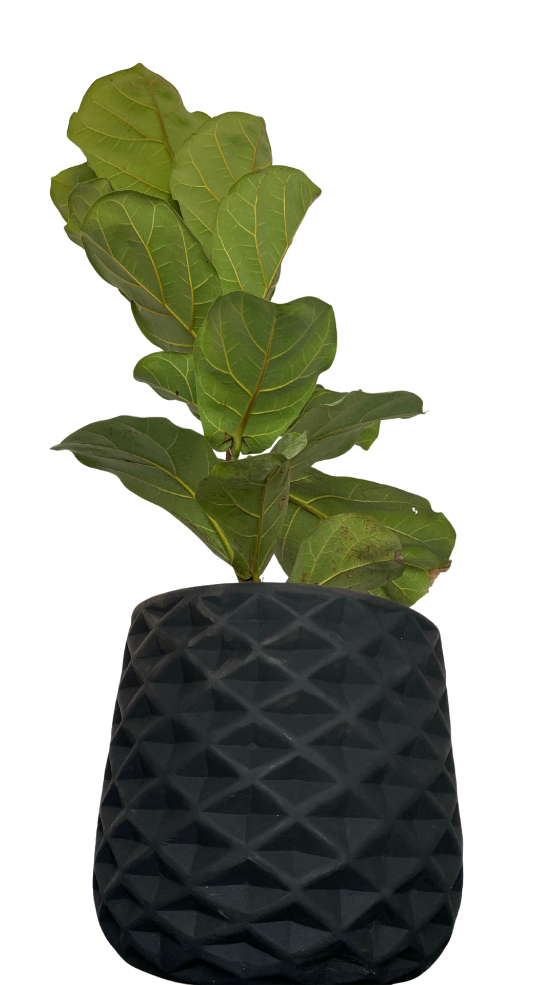 Matera piña mediana + Pandurata, ficus lira, higuera de hojas de violín