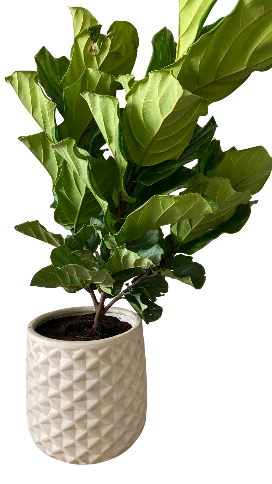 Matera piña grande + Pandurata, ficus lira, higuera de hojas de violín