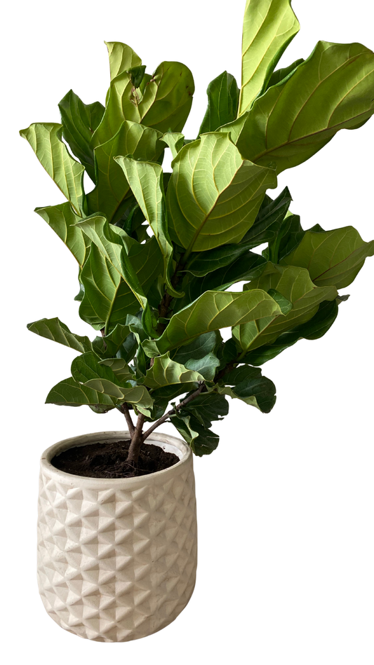 Matera piña grande + Pandurata, ficus lira, higuera de hojas de violín