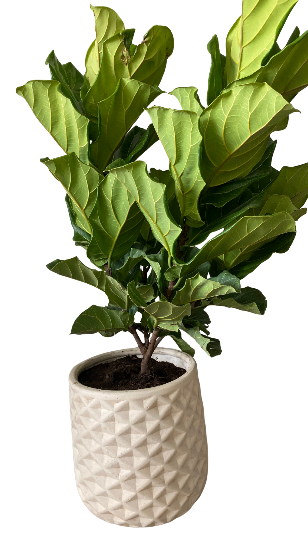 Matera piña grande + Pandurata, ficus lira, higuera de hojas de violín
