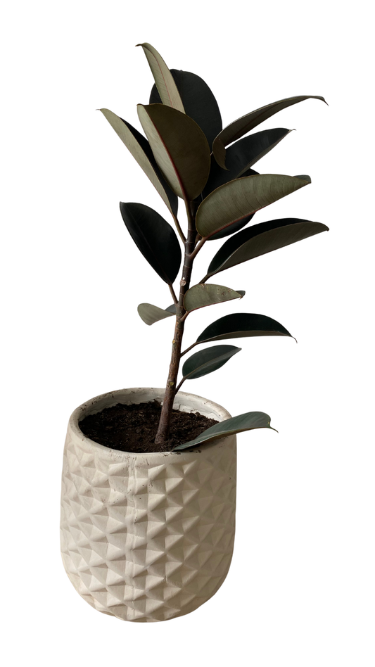 Matera piña grande + Caucho Negro