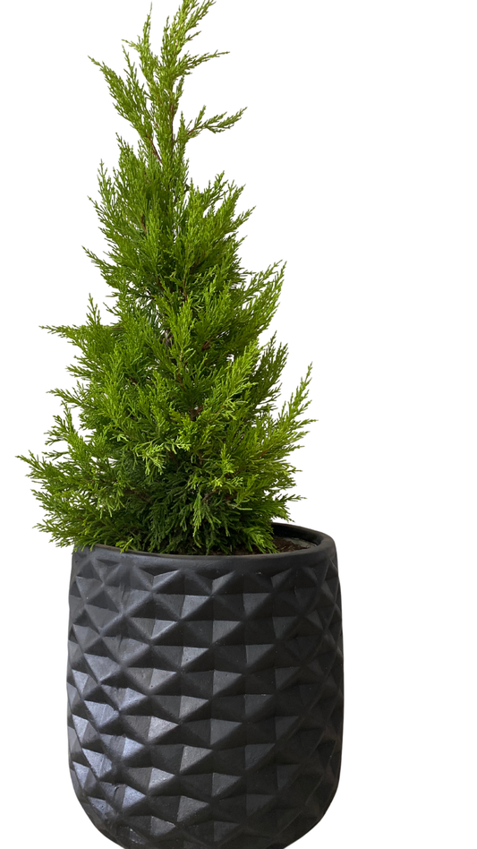 Matera piña grande + Pino Limón