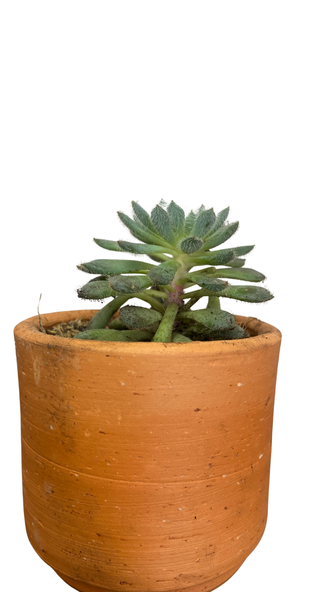 Matera Tarro Pequeña + Cactus / Suculentas