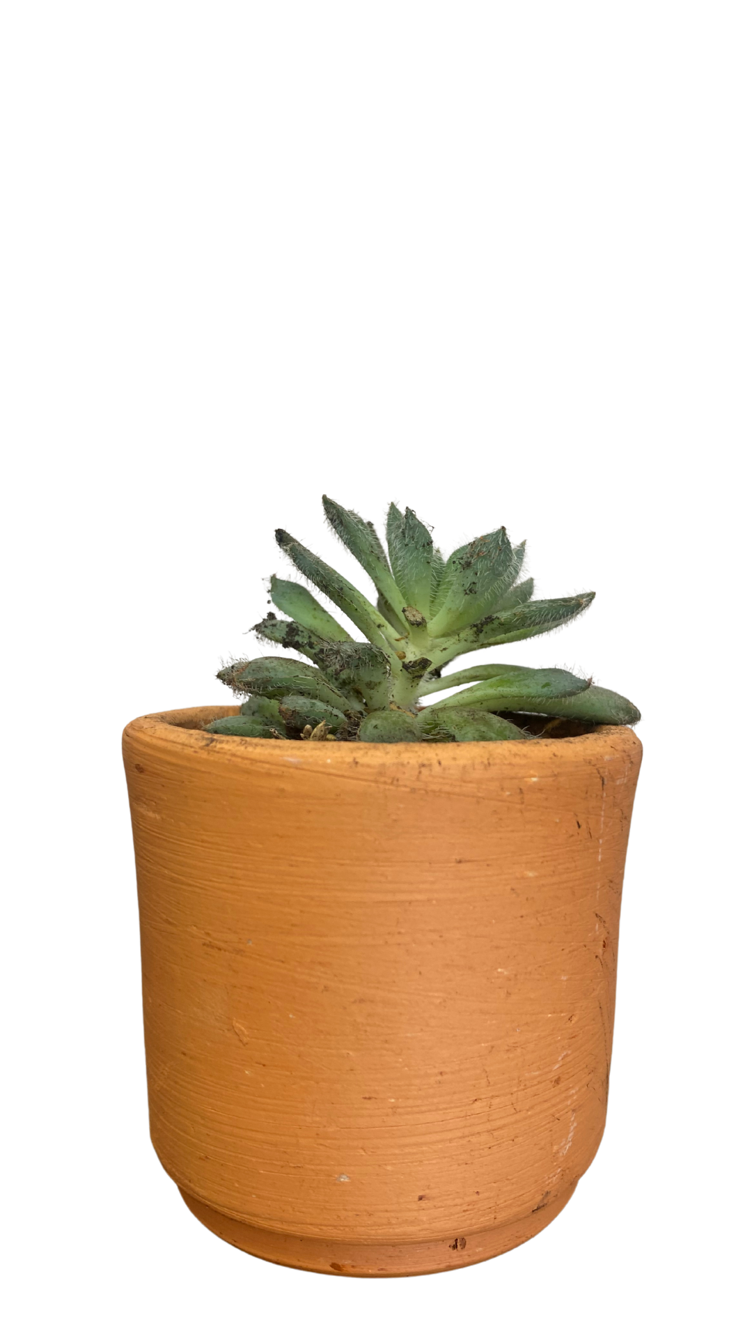 Matera Tarro mini + Cactus / Suculentas