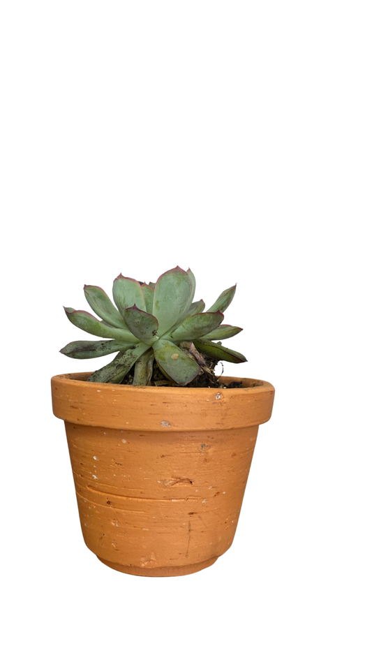 Matera campana mini + Cactus / Suculentas