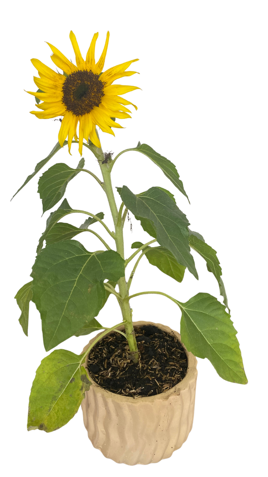 Matera tipo Torta + Girasol