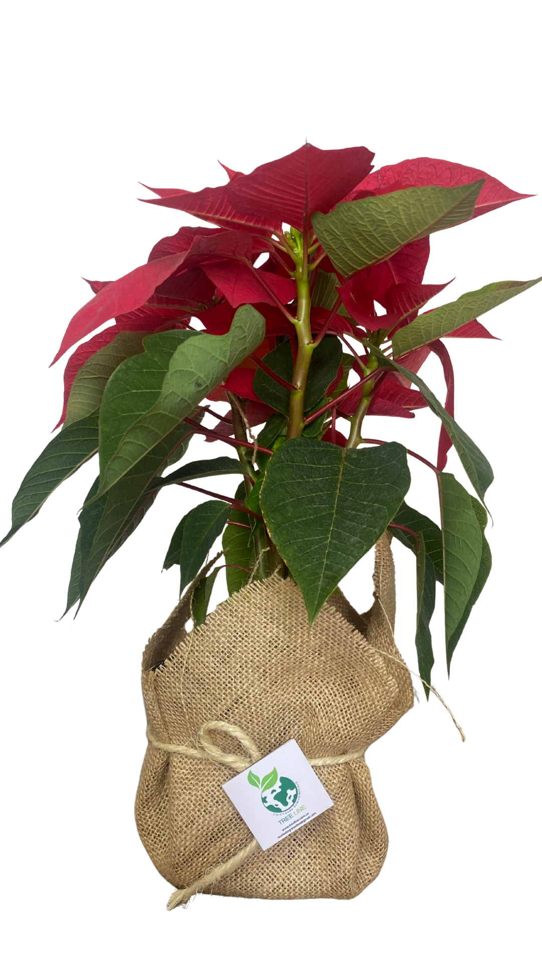 Planta Poinsettia+ Empaque de Yute