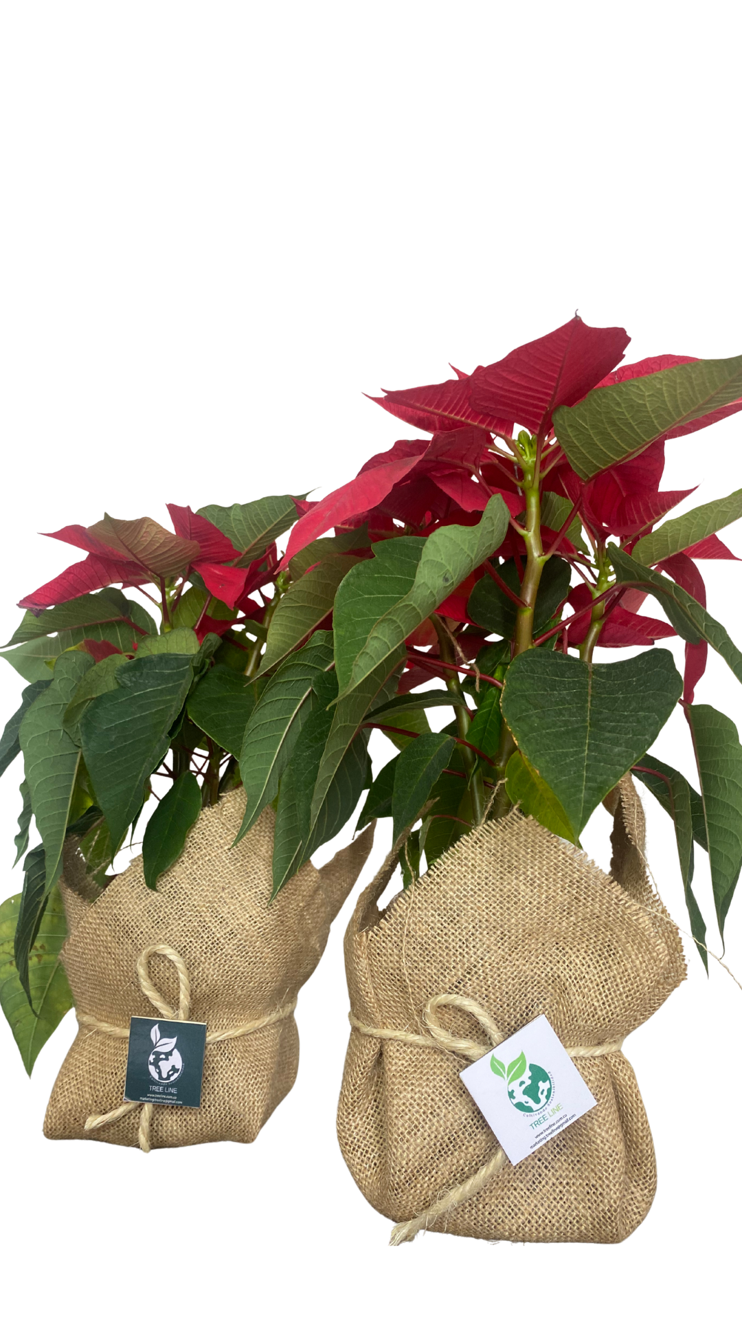 Planta Poinsettia+ Empaque de Yute