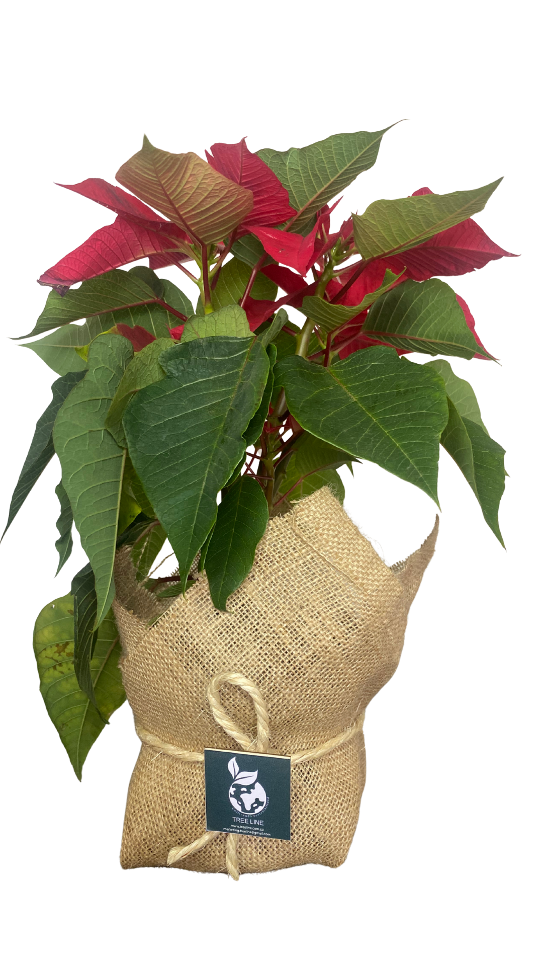 Planta Poinsettia+ Empaque de Yute