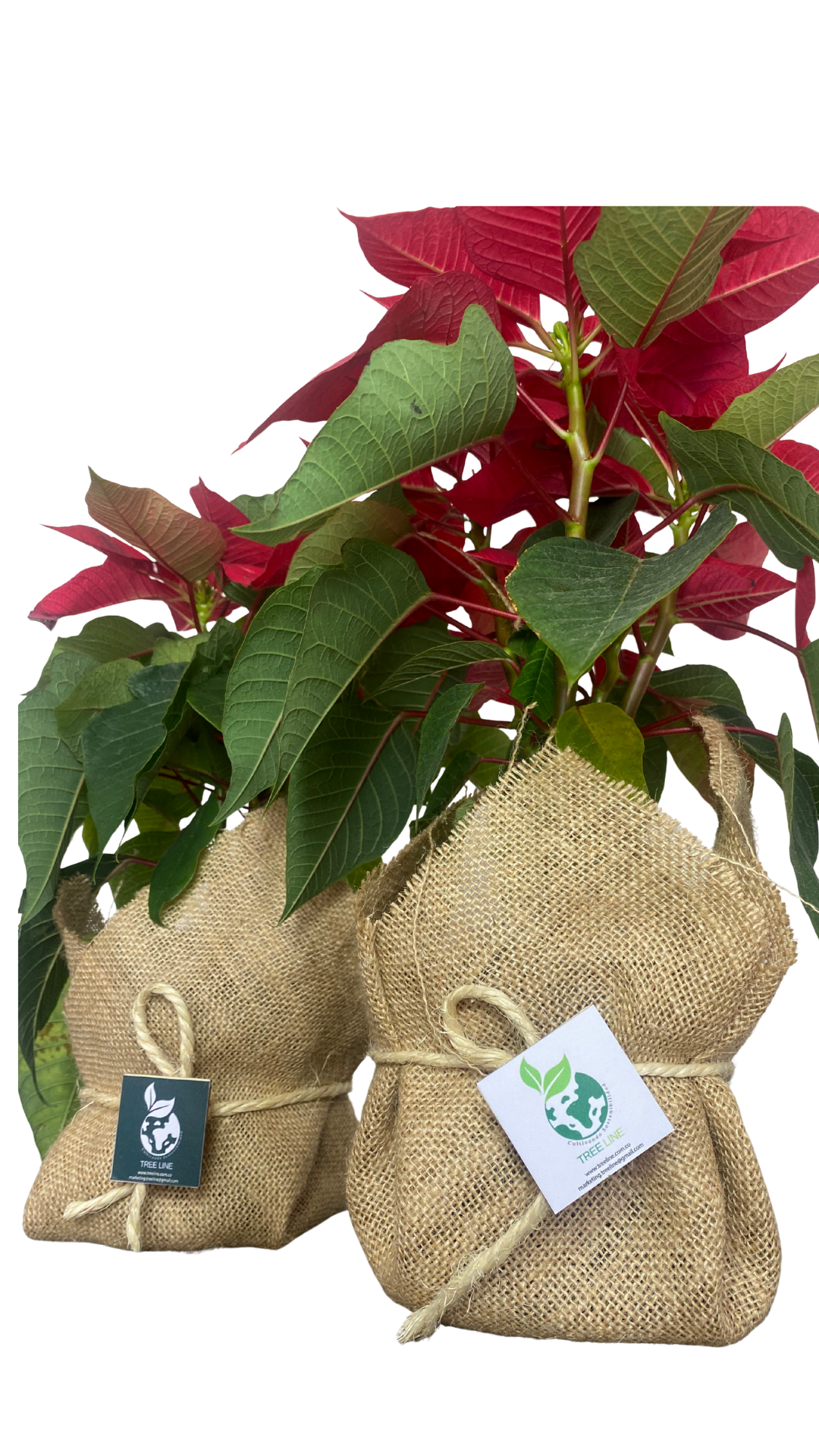 Planta Poinsettia+ Empaque de Yute