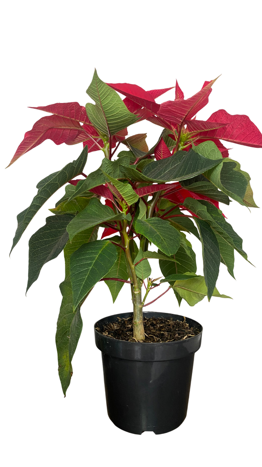 Planta Poinsettia - Noche buena