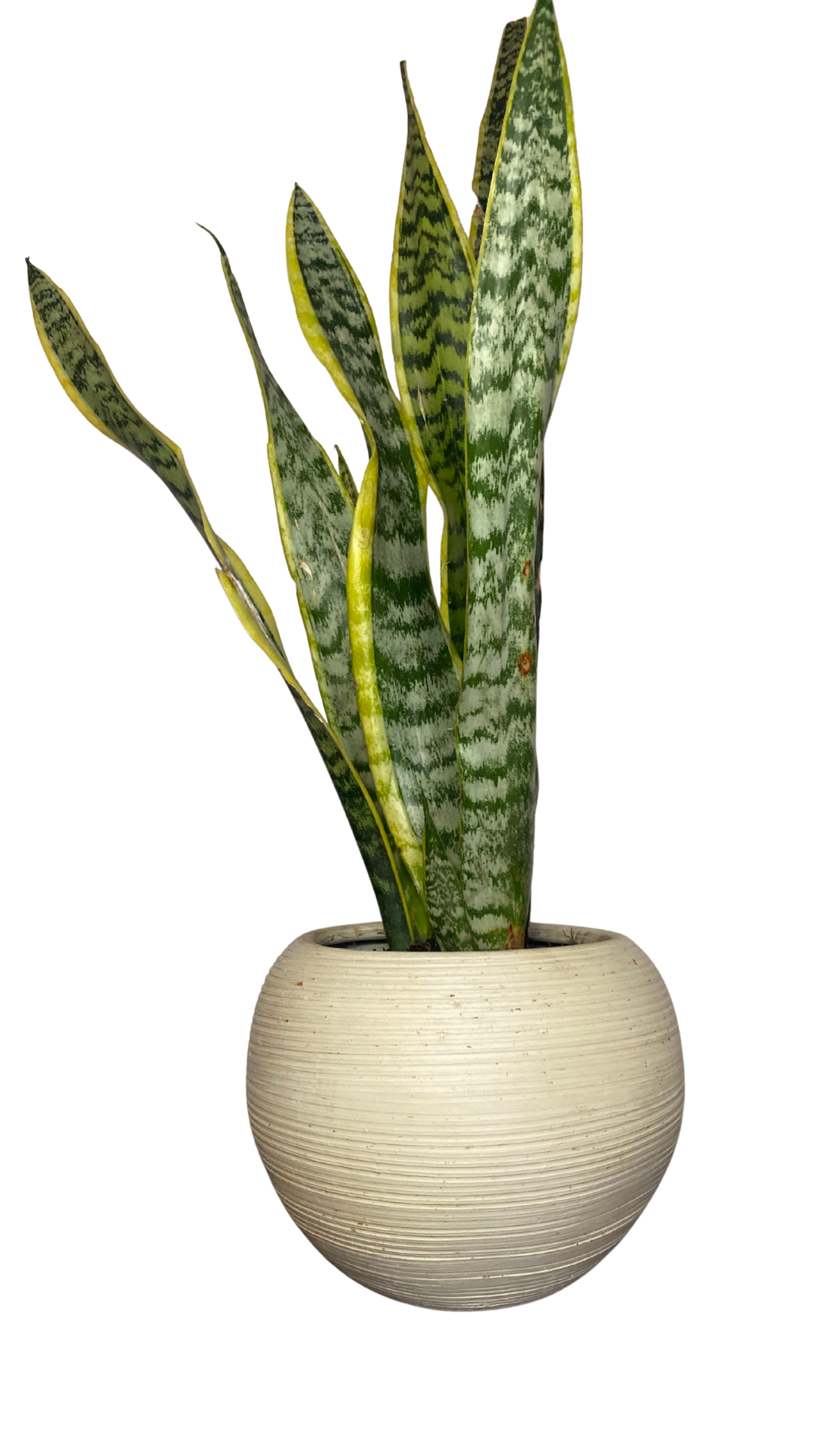 Matera esfera grande + Planta Lengua de suegra