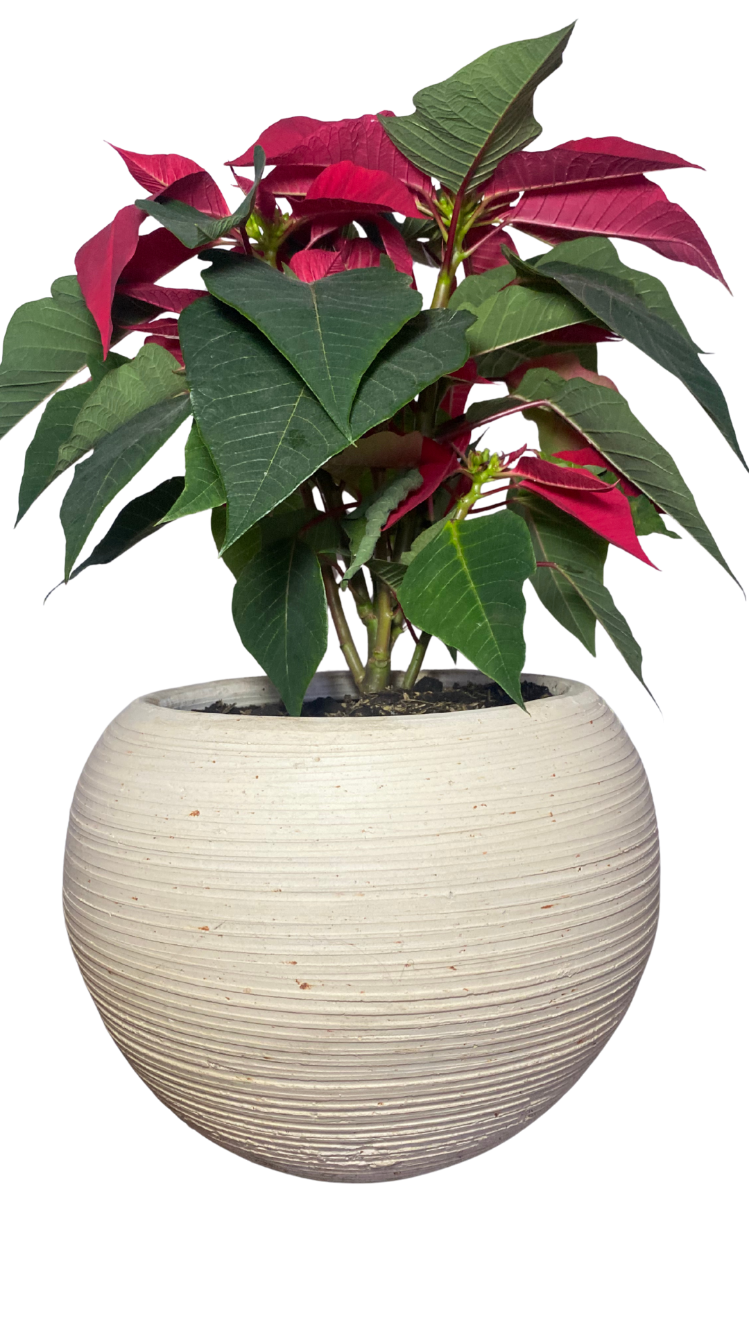 Matera esfera grande + planta Poinsettia (Navidad - noche buena)