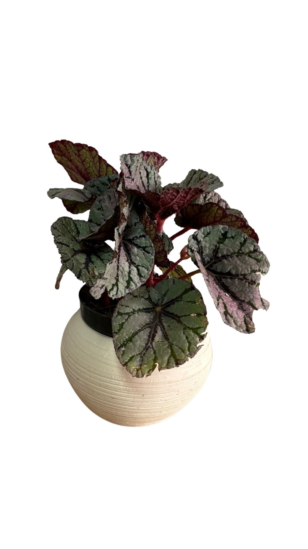 Matera Esfera mediana + Begonia rex, Begonia rey, Begonia de hoja pintada.