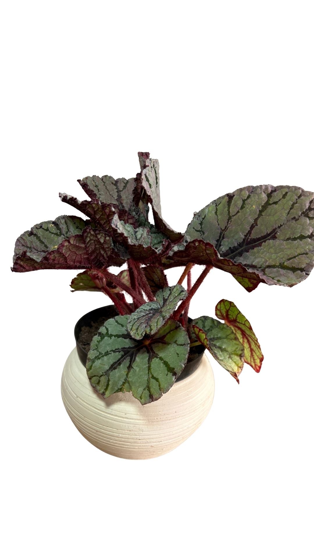 Matera Esfera mediana + Begonia rex, Begonia rey, Begonia de hoja pintada.