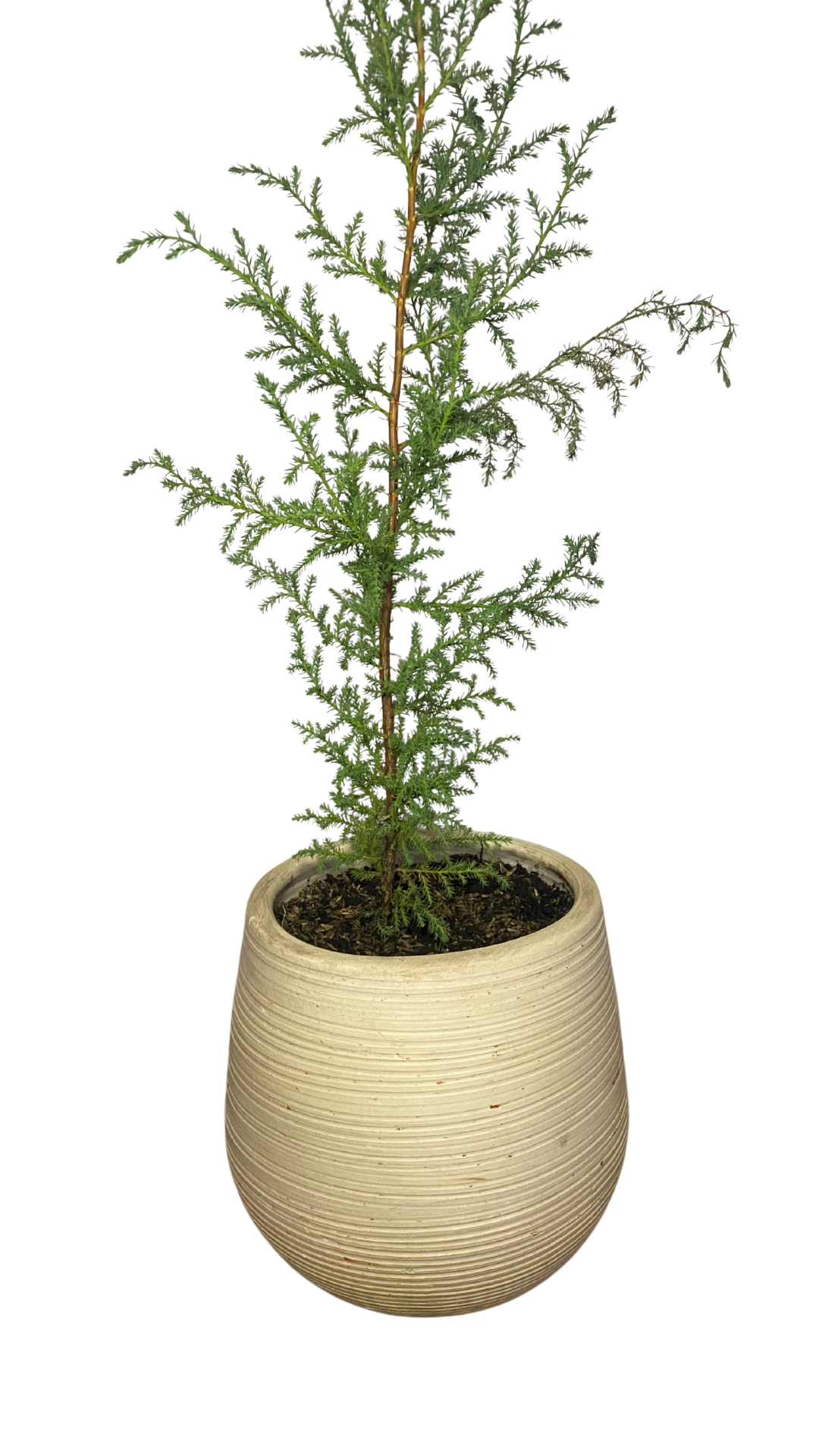 Matera Gota pequeño + Pino Cipres