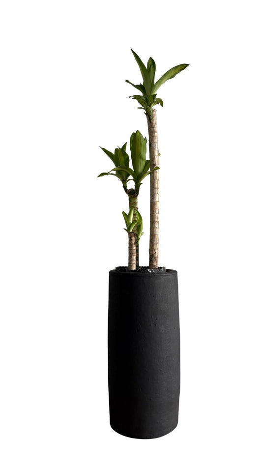 Matera Columna pequeña + Tronco de la Felicidad