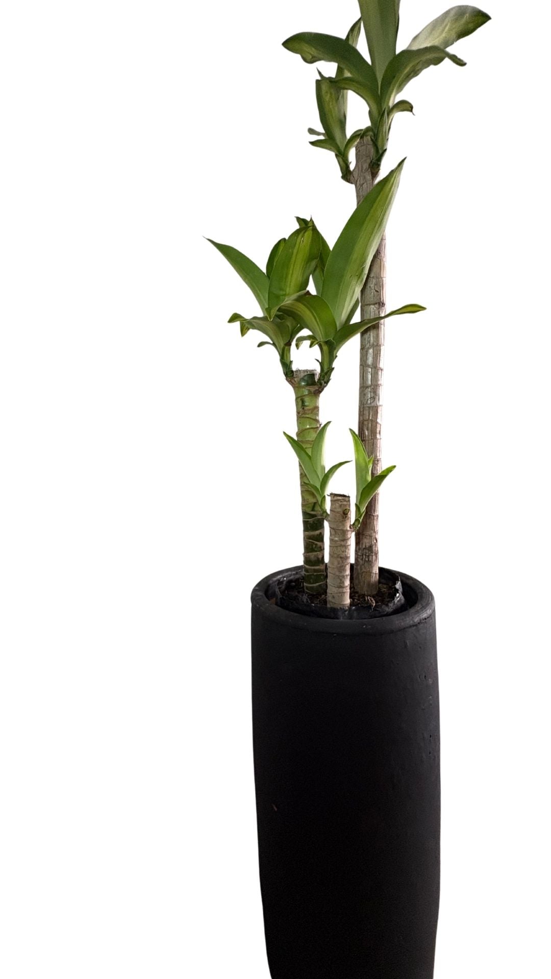 Matera Columna pequeña + Tronco de la Felicidad