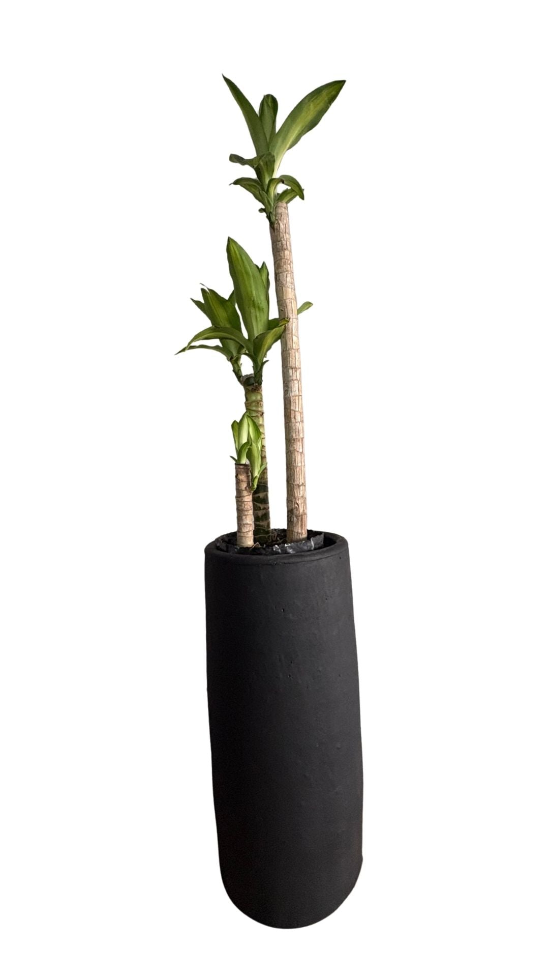 Matera Columna pequeña + Tronco de la Felicidad