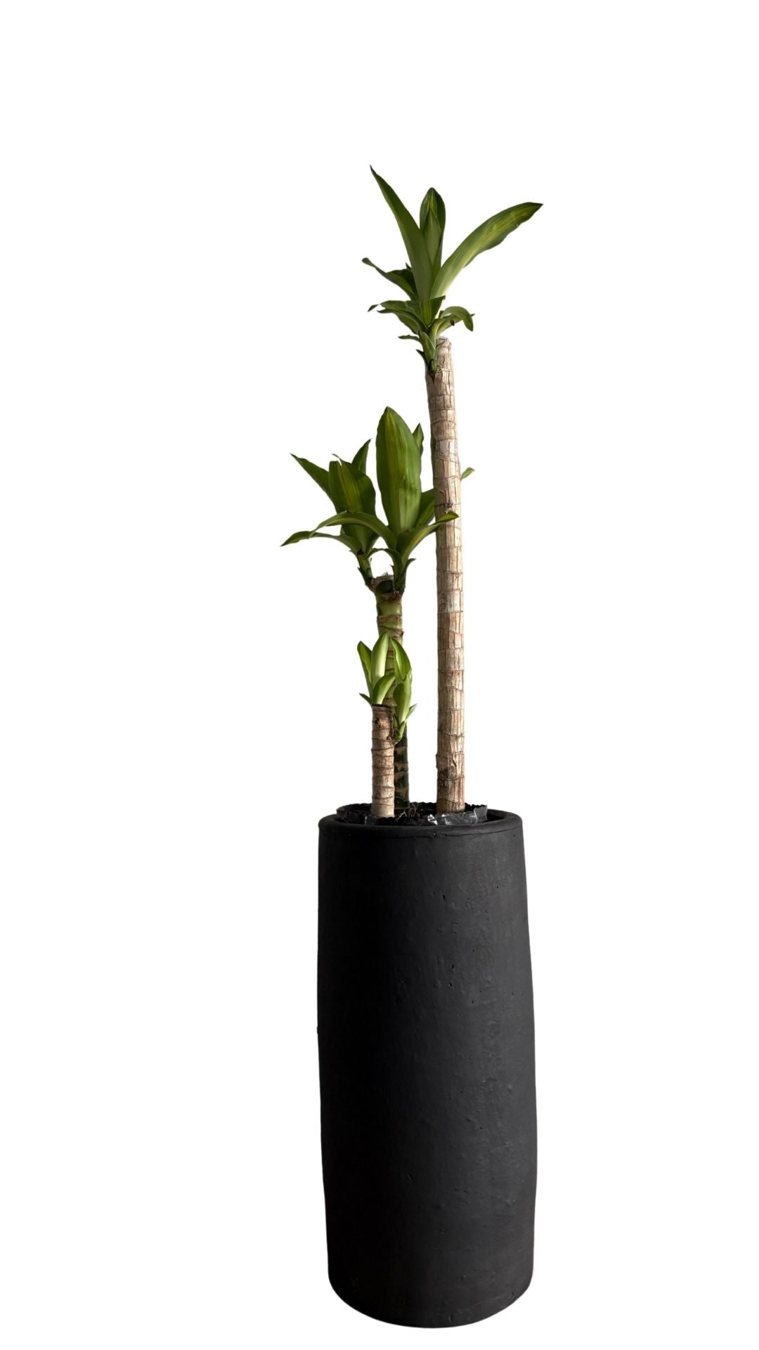 Matera Columna pequeña + Tronco de la Felicidad