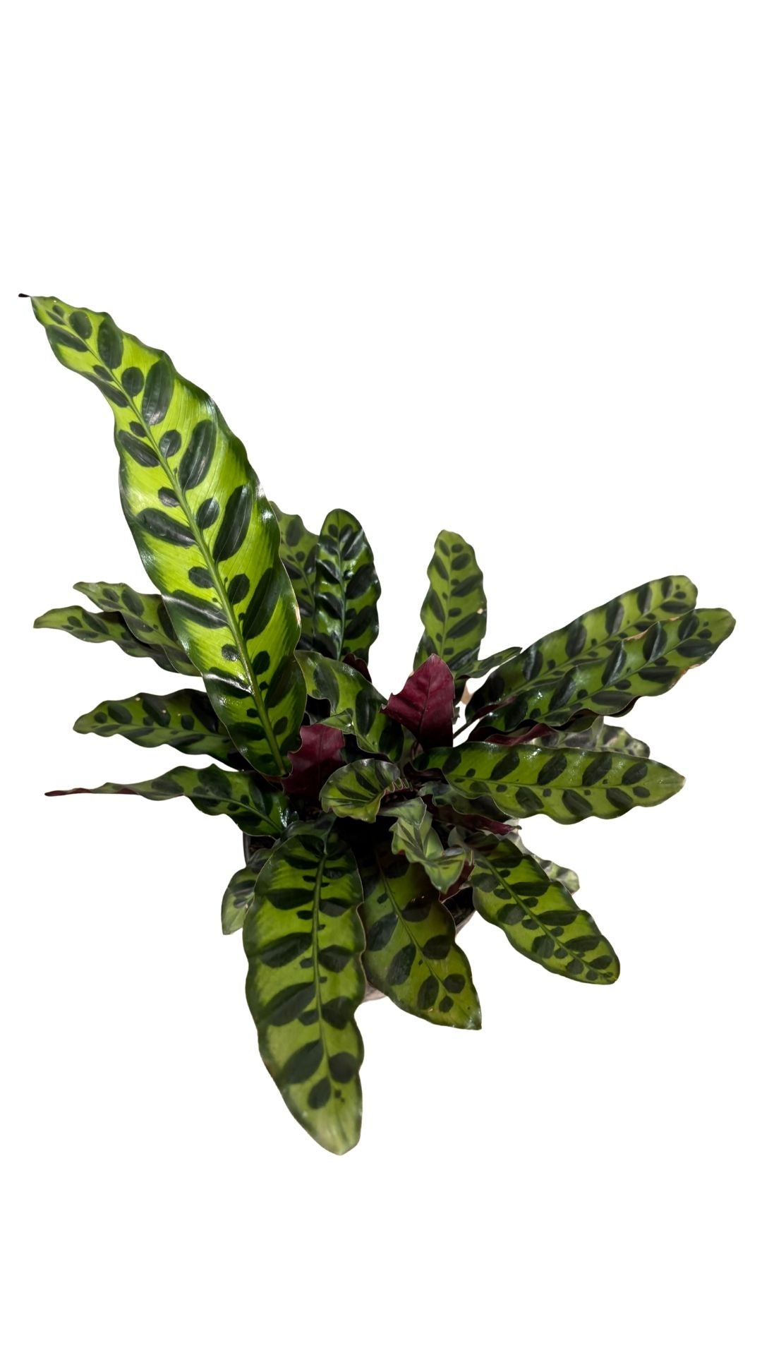 Calathea serpentina pequeña