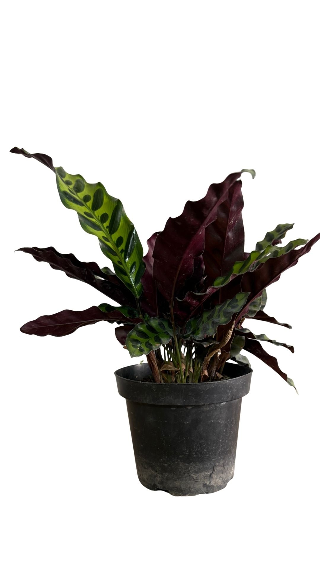 Calathea serpentina pequeña