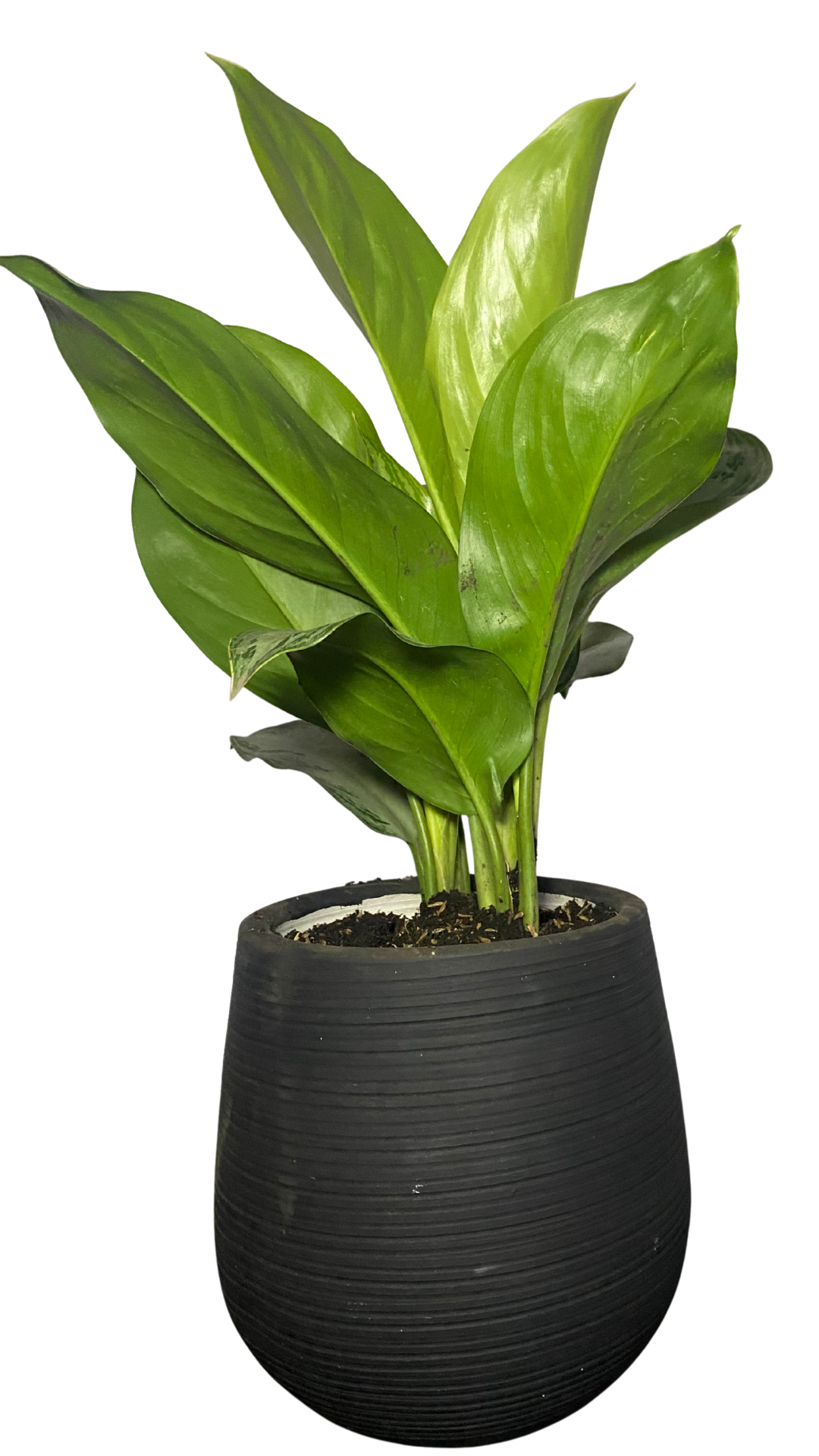 Matera gota mediana + Planta Aglonema Plateado