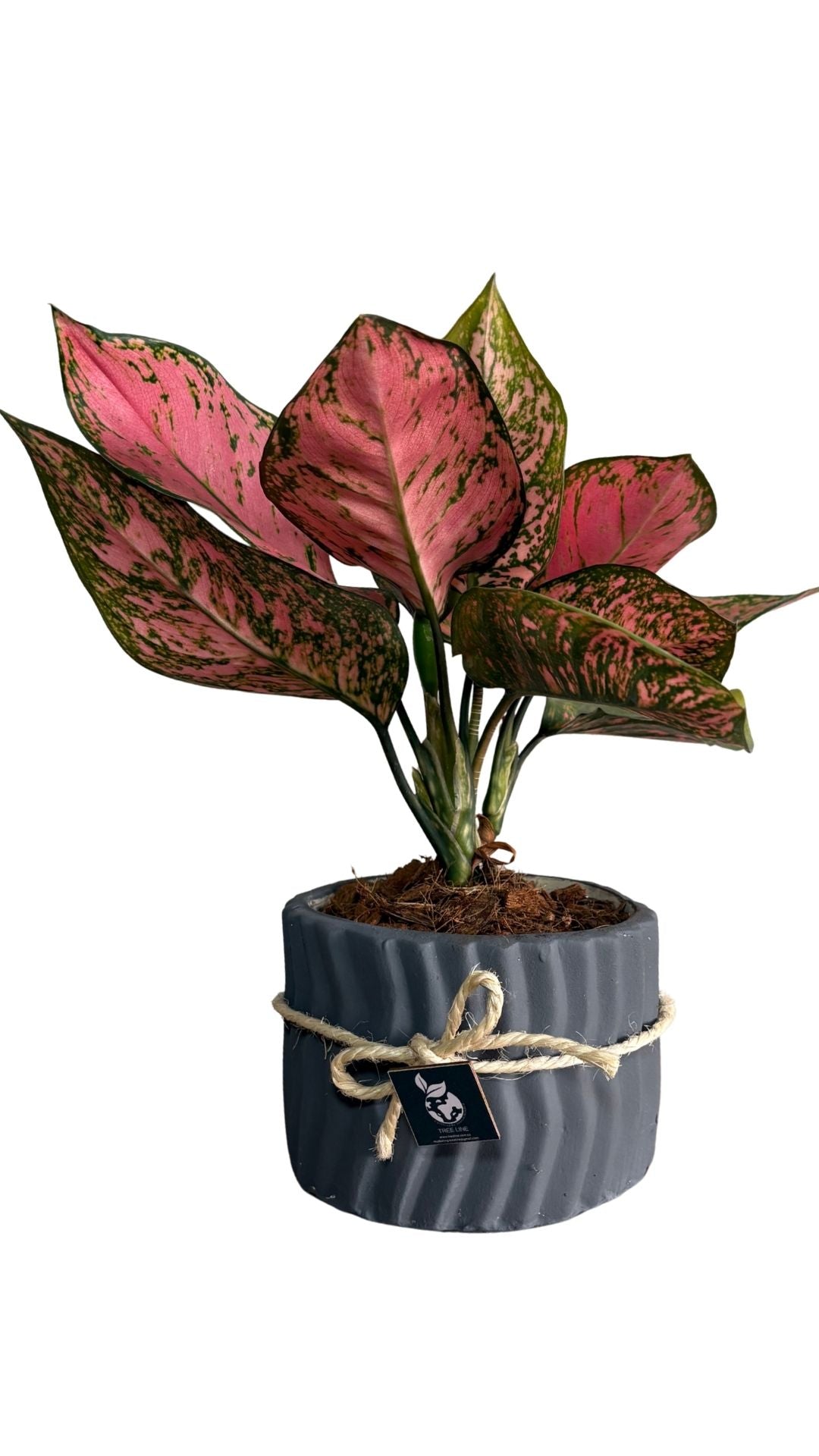 Matera Cebrada Mediana + Adelonema / Rey de corazones